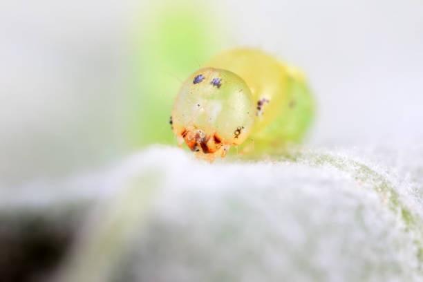 Lepidoptera larvae in the wild, North China