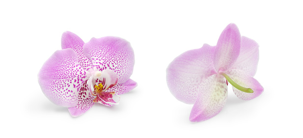 Spotted lilac orchid flower front and back side isolated on white background