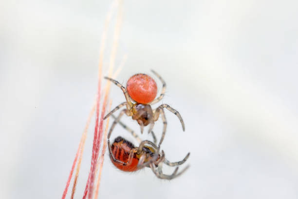 Spiders in the wild, North China