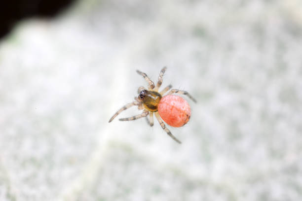 istock Spiders in the wild, North China 2017771277