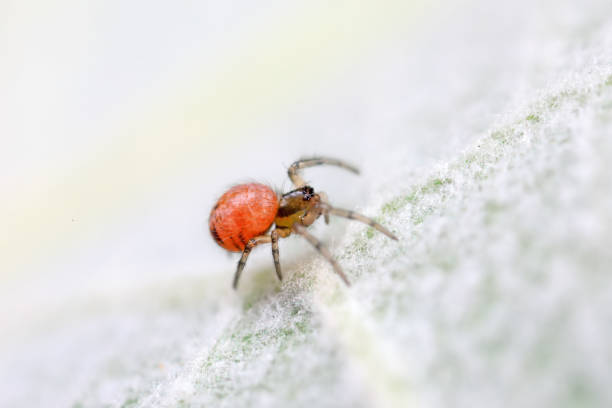 istock Spiders in the wild, North China 2017771306