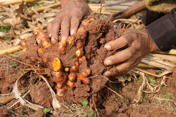 istock Hand holds turmeric has just been dug and harvested. 2017783227