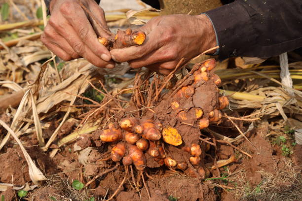 istock Hand holds turmeric has just been dug and harvested. 2017783229