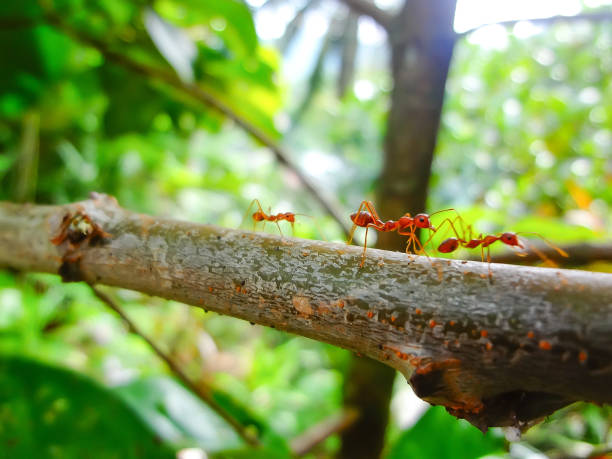 tres hormigas rojas - three ants fotografías e imágenes de stock