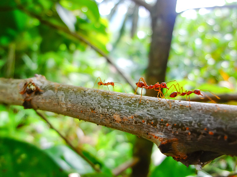 A close-up view of three fire ants on the branch of tree.