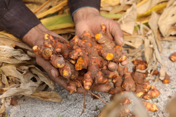 istock Hand holds turmeric has just been dug and harvested. 2017784778