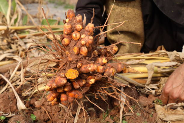 istock Hand holds turmeric has just been dug and harvested. 2017785299