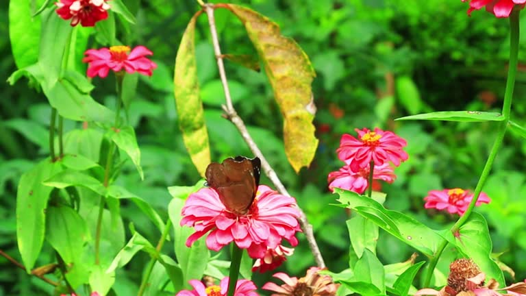 Butterflies on Zinia flowers or pearl flowers