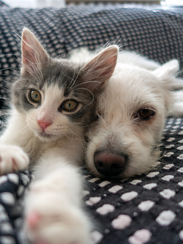 Cat taking a selfie at home with dog