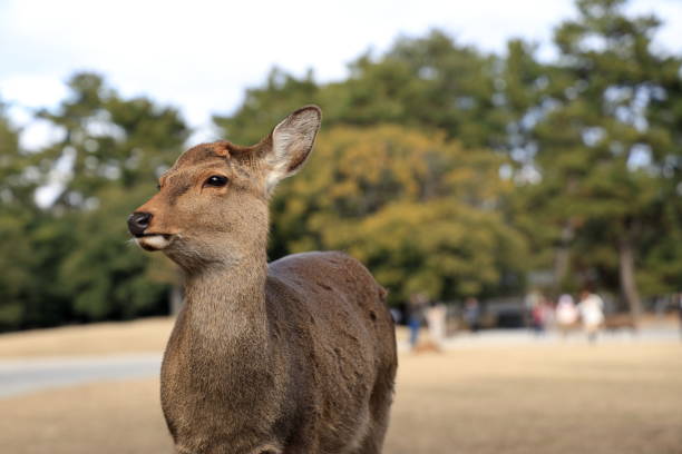 istock The Nara Park has more than 1,000 deer roaming the grounds 2017791199