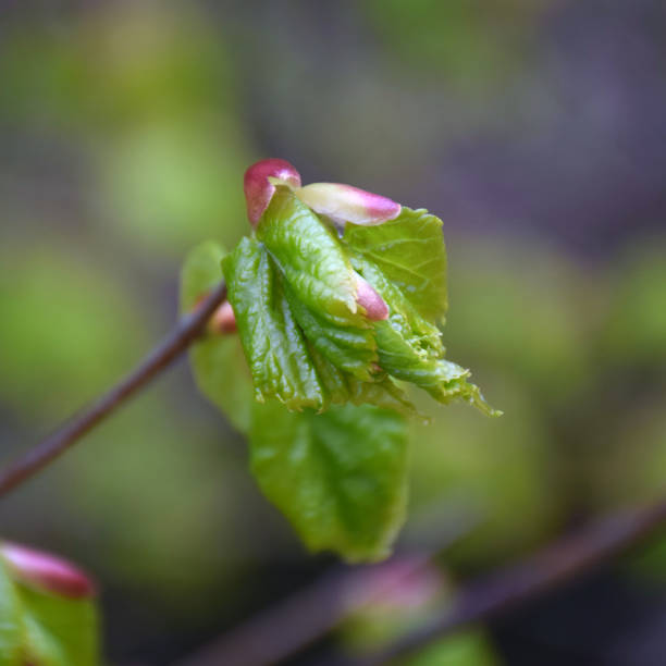 istock beautiful  bud fragment on a fuzzy background 2017799782