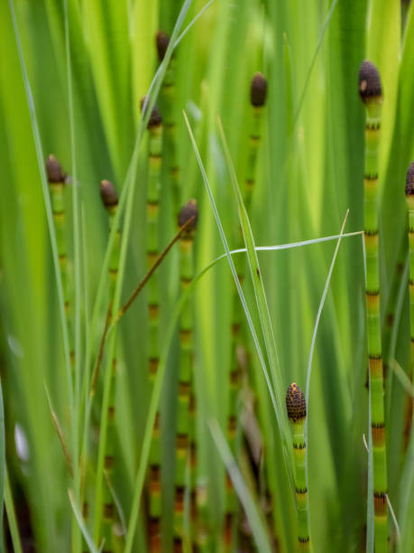 istock the first green fragments of spring plants 2017800340