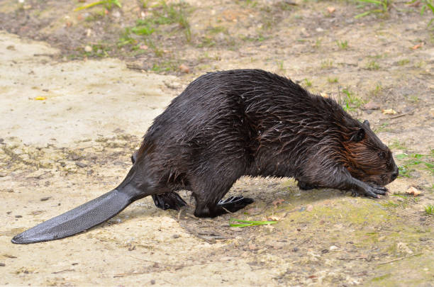 istock North American Beaver on ground 2017816077