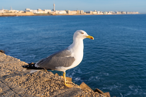 Cadiz city skyline and beach with seagulls in Andalusia of Spain