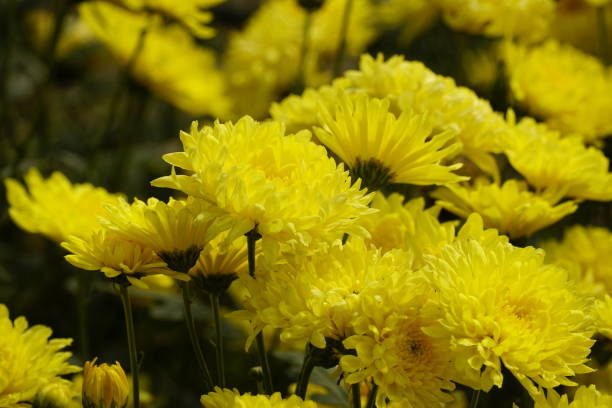 istock Close-up of beautiful chrysanthemum blooming 2017824726