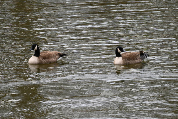 Canadian geese stock photo