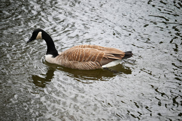 Canadian Geese stock photo