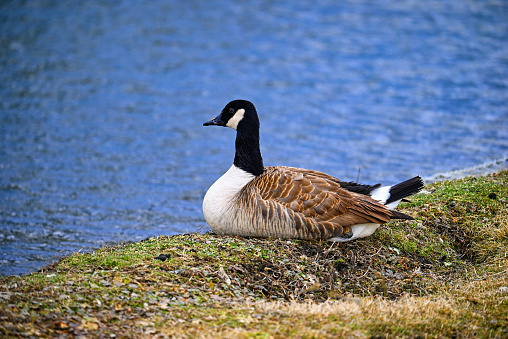 Canadian goose ready to go fishing