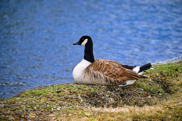 Canadian goose stock photo