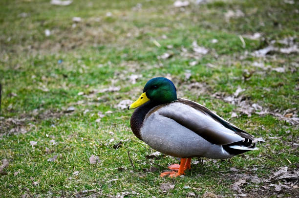 Mallard Male Duck stock photo