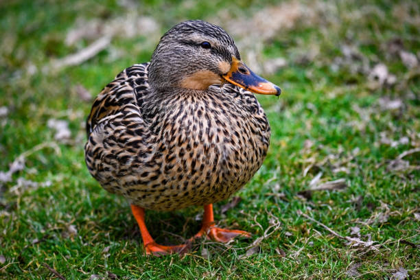 Famale Mallard Duck stock photo