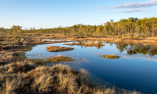 Nice landscape with evening and sunset over the bog lake, crystal clear lake and peat island in the lake and bog vegetation, bog pine in the background. Madieseni swamp, Kocenu district, Latvia