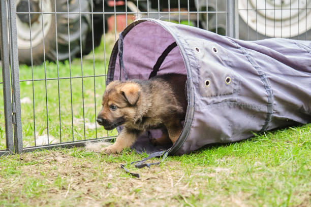 スウェーデンのスカラボーの晴れた日に庭で遊ぶ美しくてかわいいジャーマンシェパードの子犬 - german shepherd animal black purebred dog ストックフォトと画像