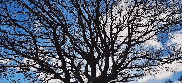Blue sky through the branches