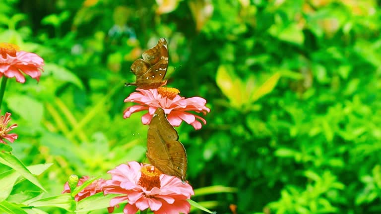 Banded Treebrown Butterfly