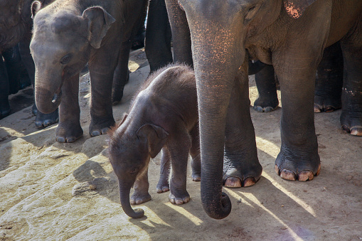 Baby elephant under his mom