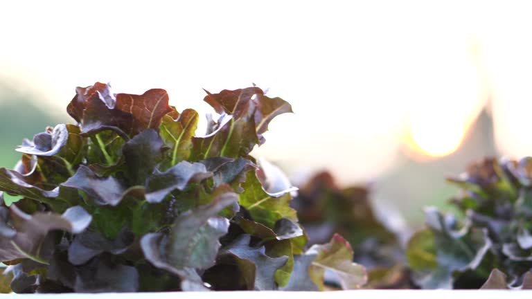 Smart farmer in eco green farm sustainable quality control.