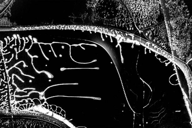 texture background cracks on the broken screen of a liquid crystal display, computer monitor or TV black and white photo