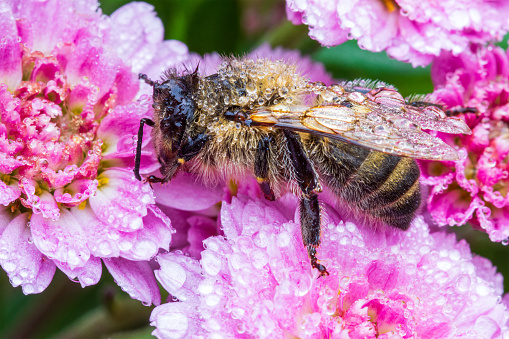 honey bee on pink chrysanthemum flowers in dew drops on an autumn morning