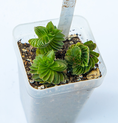 Crassula spiralis plant succulent in pot. Green little flower on white background