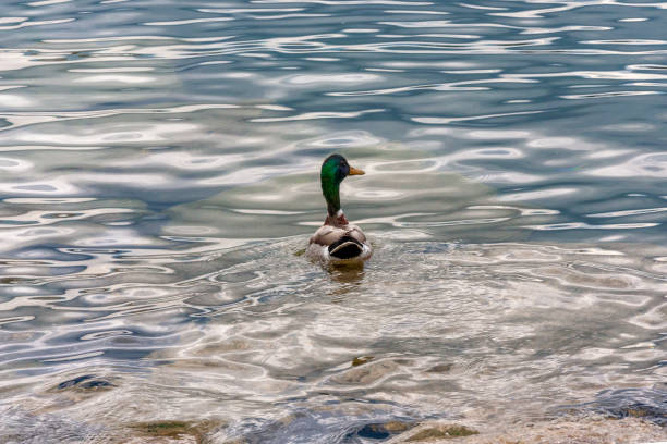 Lake Geneva, Geneva ,Switzerland