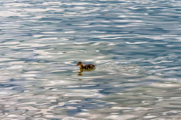 Lake Geneva, Geneva ,Switzerland
