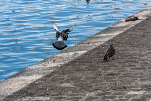 Lake Geneva, Geneva ,Switzerland