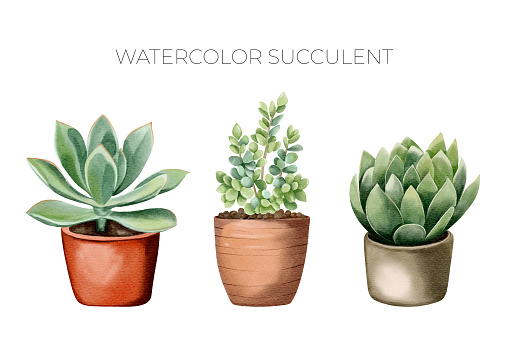 Watercolor succulent plants in pot. Set of watercolor flower pot isolated on white. Mexican plants
