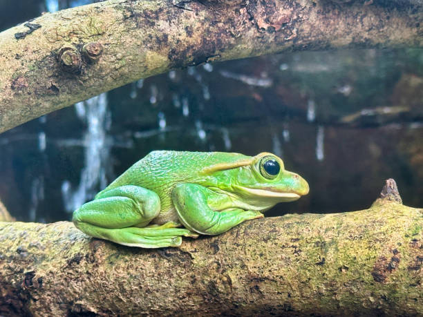 istock Green frog at Paignton Zoo in Devon, UK 2017871478