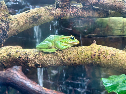 A photograph of a green frog at Paignton Zoo in Devon, UK.