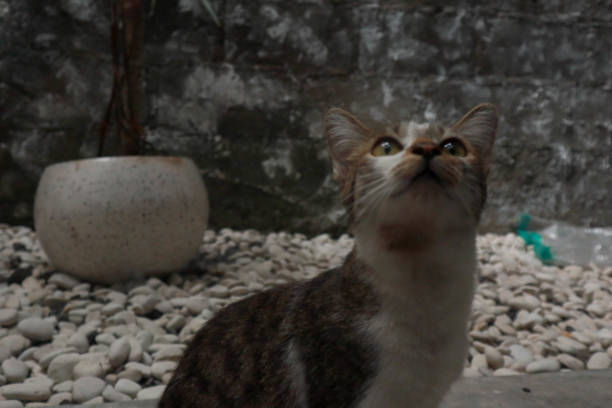 the cat is lying on the floor and there is its reflection on the floor.