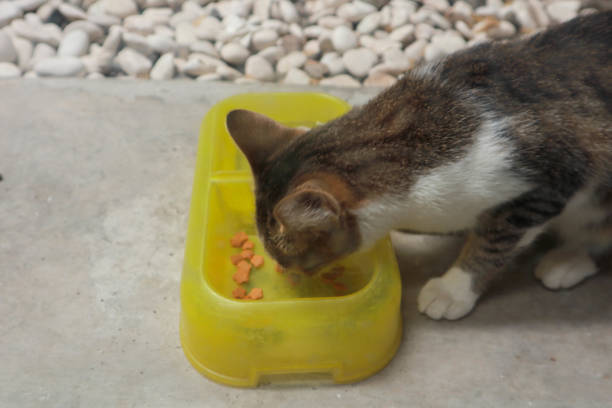 kitten playing in the garden