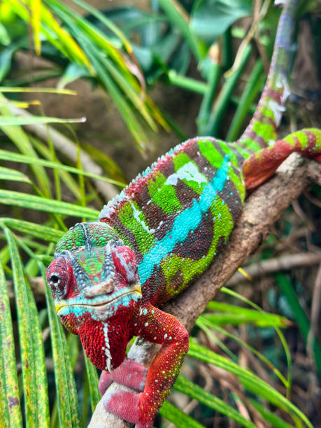 istock Chameleon lizard at Paignton Zoo in Devon, UK 2017871624