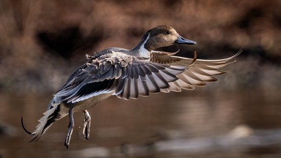 The pintail or northern pintail is a duck with wide geographic distribution that breeds in the northern areas of Europe, Asia and North America