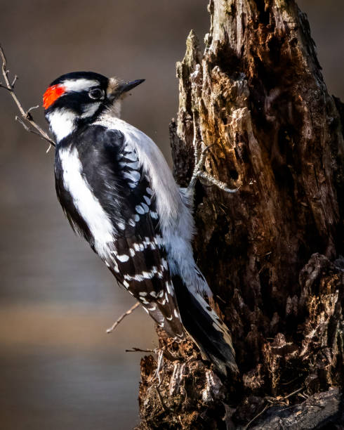 Downy Woodpecker at Huntley Meadows Park in Virginia