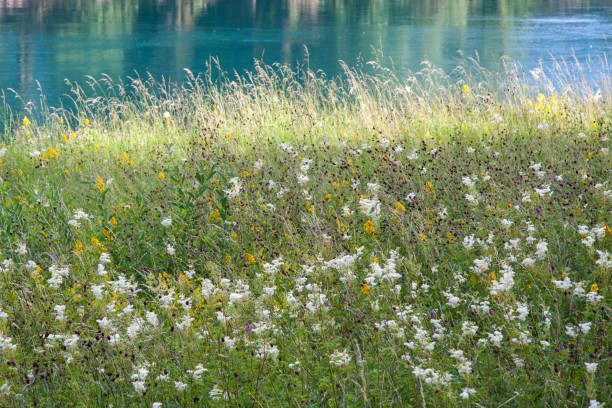 Idyllic alpine meadow with golden daisies and wild orchids.