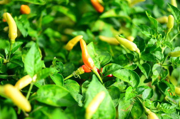 nature in my garden