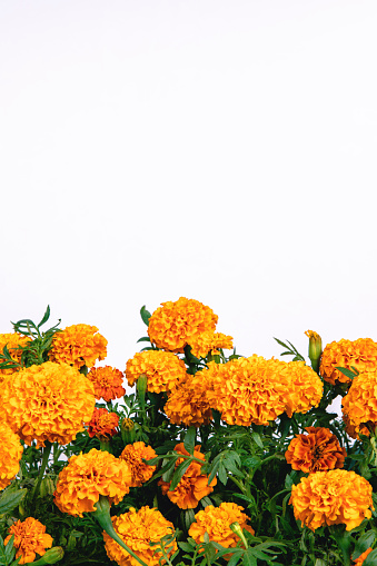 Beautiful bright orange marigold flowers field isolated on white background with copy space. Floral border. Blooming herbal plant marigold garden flowerbed. Chinese mid autumn festival concept