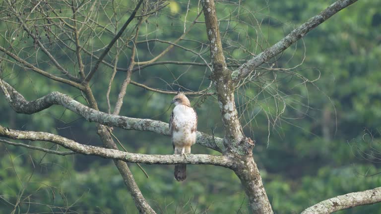 The changeable hawk-eagle (Nisaetus cirrhatus) or crested hawk-eagle