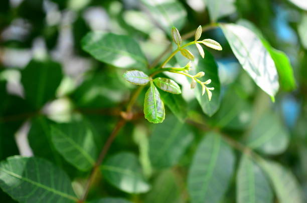 nature in my garden